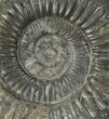 Dactylioceras Ammonite Fossil - England #100470-1